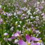 Wild Radish (Raphanus sativus), originally from the Mediterranean, grew in masses throughout the park.